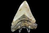 Fossil Megalodon Tooth - North Carolina #108893-2